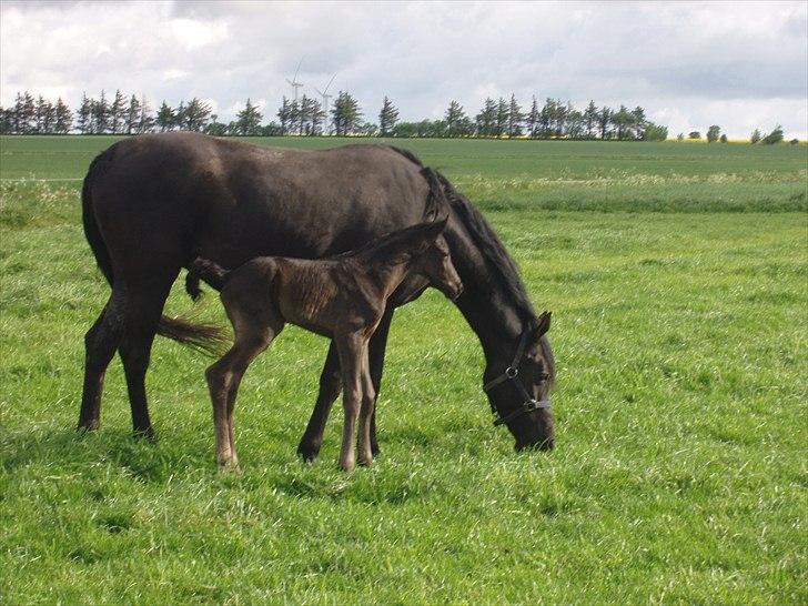 Hannoveraner Sarilida - Sarilida med sit nyfødte føl, Sarwell 15/5 11 billede 10