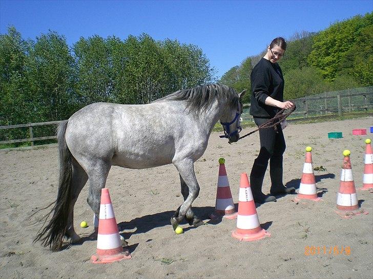 Welsh Mountain (sec A) Mariks Peredur billede 8