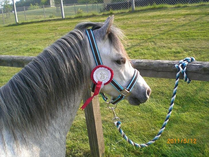 Welsh Mountain (sec A) Mariks Peredur billede 9