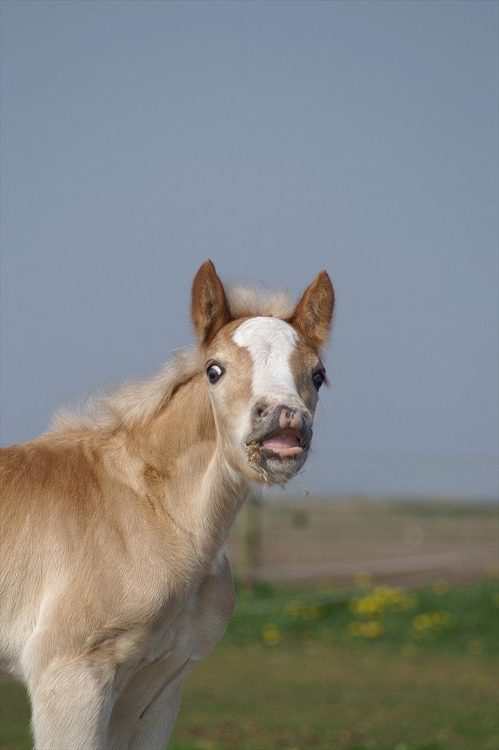 Tyroler Haflinger Napolion Søgaard *HINGST* - Velkommen til Napolion´s profil :o) billede 1