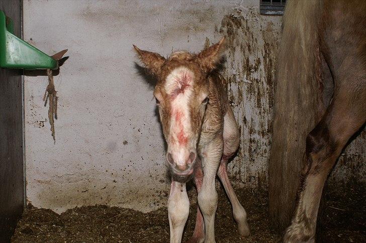 Tyroler Haflinger Napolion Søgaard *HINGST* - 2] Få minutter siden han kom ud.  billede 2