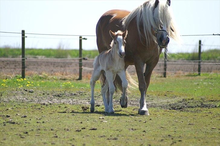 Tyroler Haflinger Napolion Søgaard *HINGST* - 3] Første dag på fold :o) billede 3