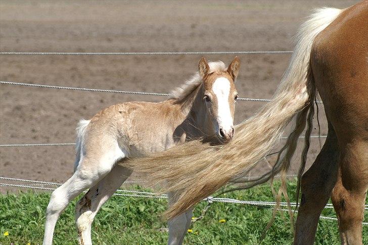 Tyroler Haflinger Napolion Søgaard *HINGST* - 4] Sødt billede 4