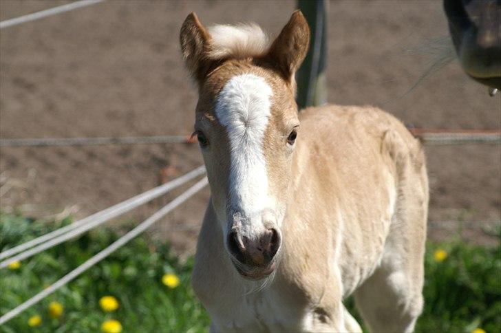 Tyroler Haflinger Napolion Søgaard *HINGST* - 5] billede 5