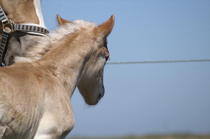 Tyroler Haflinger Napolion Søgaard *HINGST* - 6] billede 6