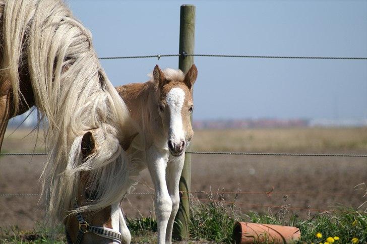 Tyroler Haflinger Napolion Søgaard *HINGST* - 7] billede 7