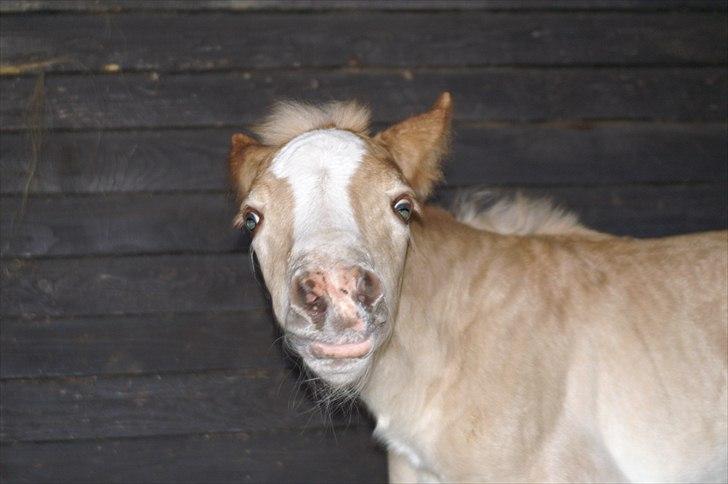 Tyroler Haflinger Napolion Søgaard *HINGST* - 8] Tingene lugter mærkeligt :-D billede 8