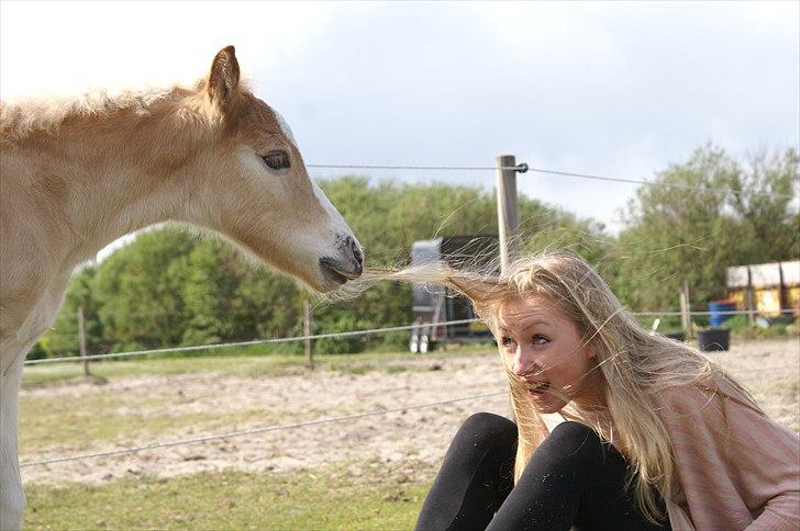 Tyroler Haflinger Napolion Søgaard *HINGST* - 10] Napolion & jeg -> Det er faktisk forbudt det han gør der ;-) Vi vil ikke ha´ det! Hehe :o) billede 10
