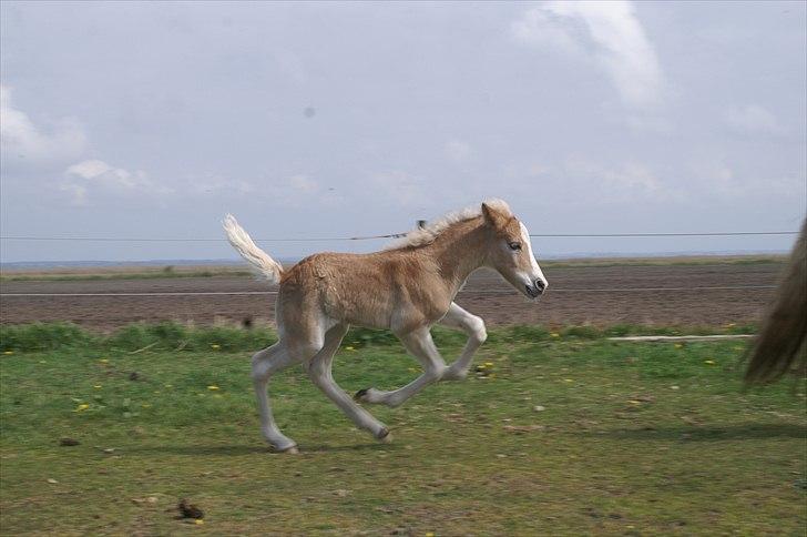 Tyroler Haflinger Napolion Søgaard *HINGST* - 11] Thuhej hvor det går :-D billede 11