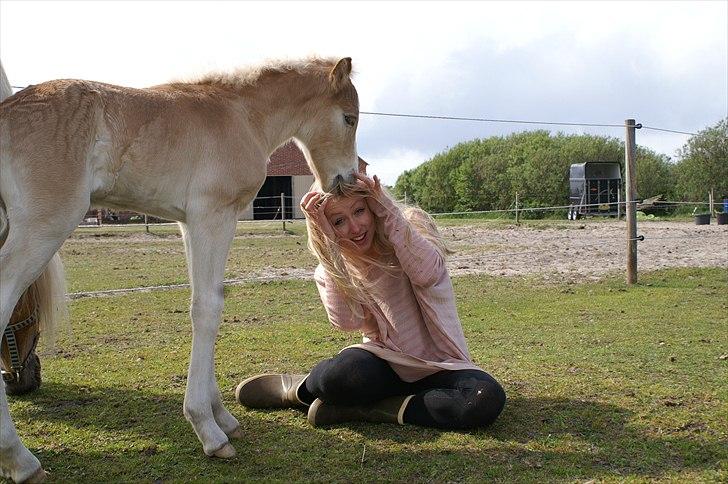 Tyroler Haflinger Napolion Søgaard *HINGST* - 12] Han er en drillepind! :-D billede 12