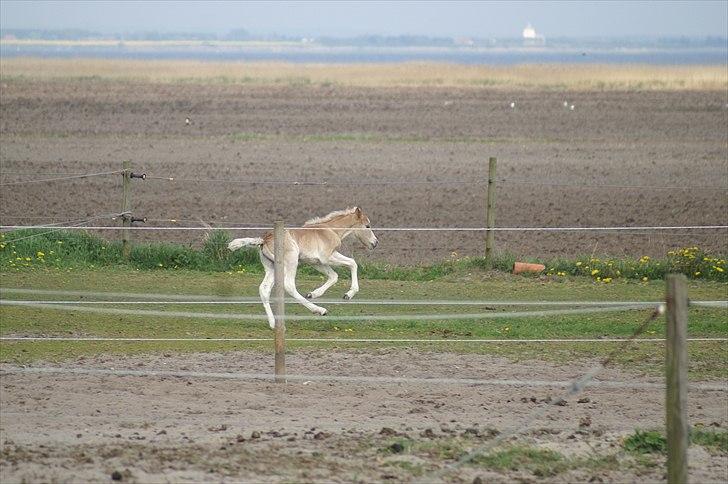 Tyroler Haflinger Napolion Søgaard *HINGST* - 13] Galopgalop billede 13