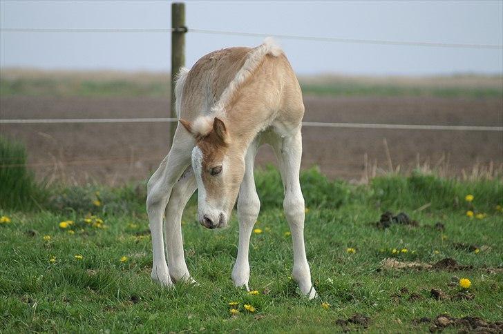 Tyroler Haflinger Napolion Søgaard *HINGST* - 14] billede 14