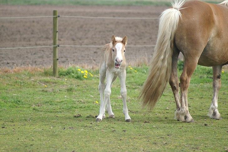 Tyroler Haflinger Napolion Søgaard *HINGST* - 16] billede 16