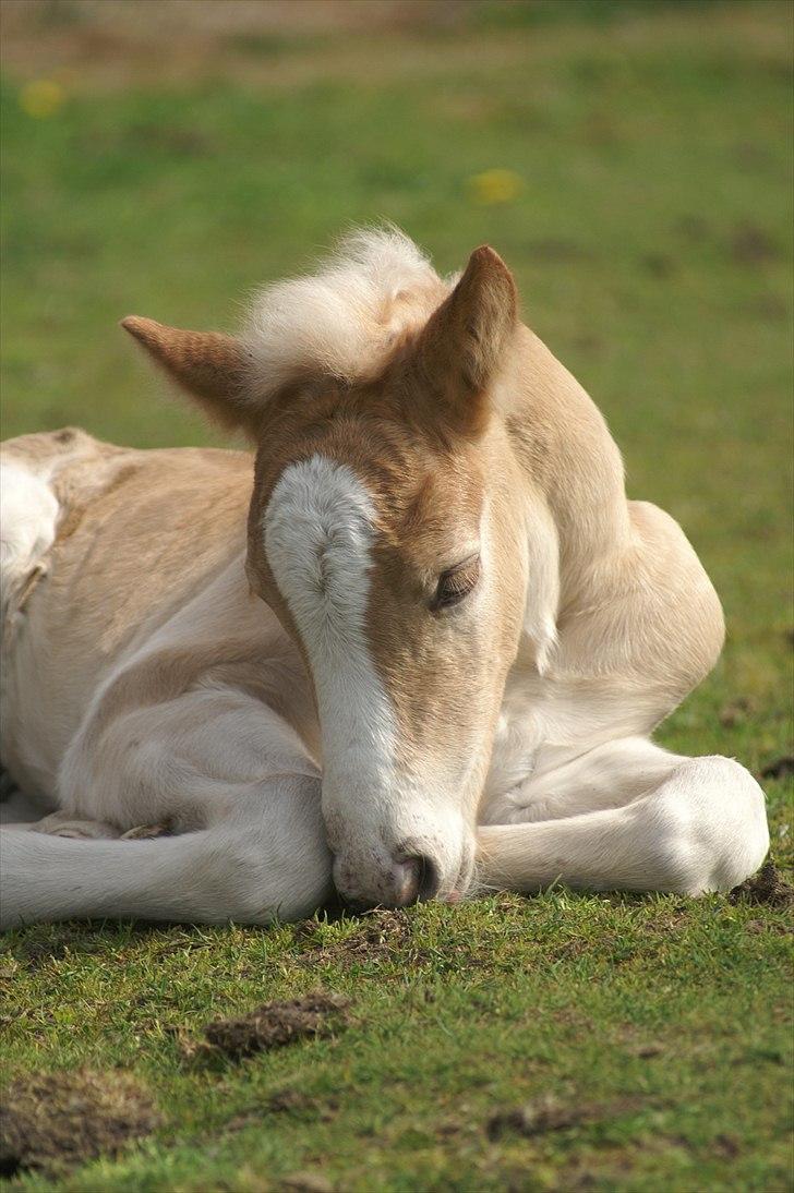 Tyroler Haflinger Napolion Søgaard *HINGST* - 17] Lille hingstemand er blevet træt :-) billede 17
