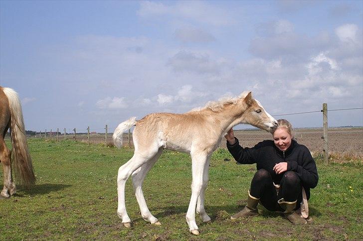 Tyroler Haflinger Napolion Søgaard *HINGST* - 18] :-D billede 18