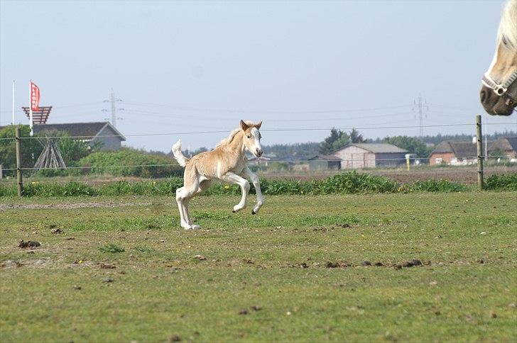 Tyroler Haflinger Napolion Søgaard *HINGST* - 19] billede 19