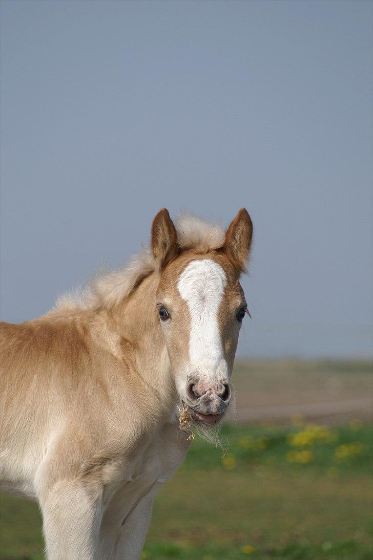 Tyroler Haflinger Napolion Søgaard *HINGST* - 20] Altså hvad er det for noget græs.. :-D billede 20
