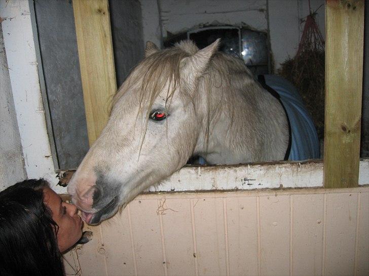Welsh Pony af Cob-type (sec C) Leonardo billede 13