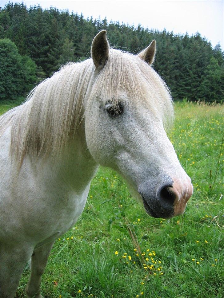 Welsh Pony af Cob-type (sec C) Leonardo billede 14