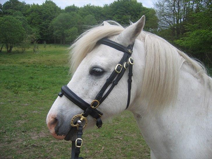 Welsh Pony af Cob-type (sec C) Leonardo billede 15
