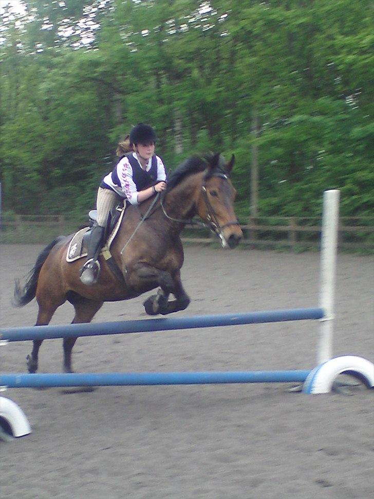 Anden særlig race Liva the Diva *R.I.P.* - Springundervisning, super god time! :) billede 9