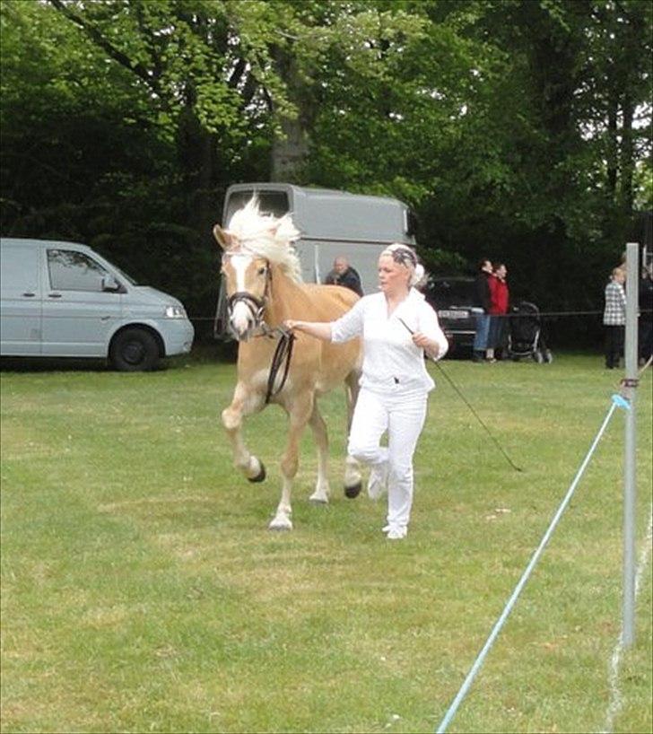 Haflinger Nanna Wican billede 14