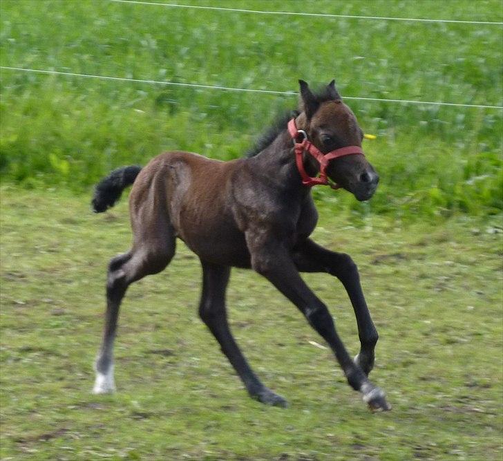 Welsh Mountain (sec A) Villersøes Bella Rosa(LANDSSKUETS BEDSTE FØL 2011) billede 5