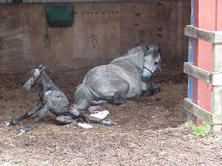 Welsh Mountain (sec A) Villersøes Bella Rosa(LANDSSKUETS BEDSTE FØL 2011) billede 6