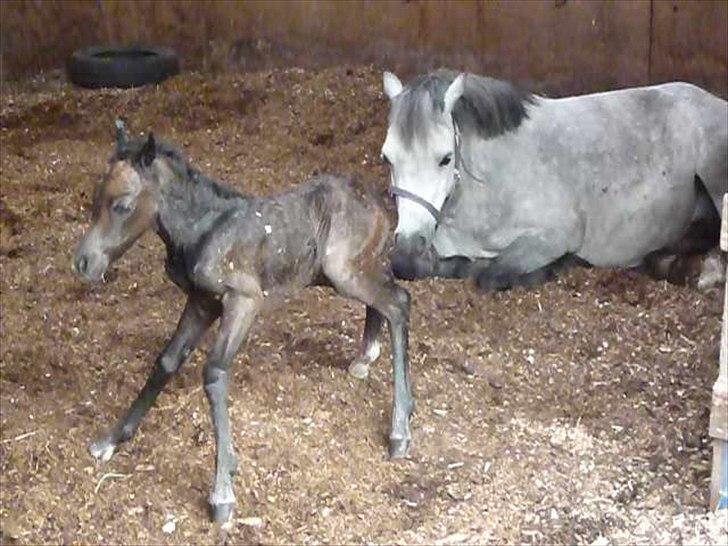 Welsh Mountain (sec A) Villersøes Bella Rosa(LANDSSKUETS BEDSTE FØL 2011) billede 7
