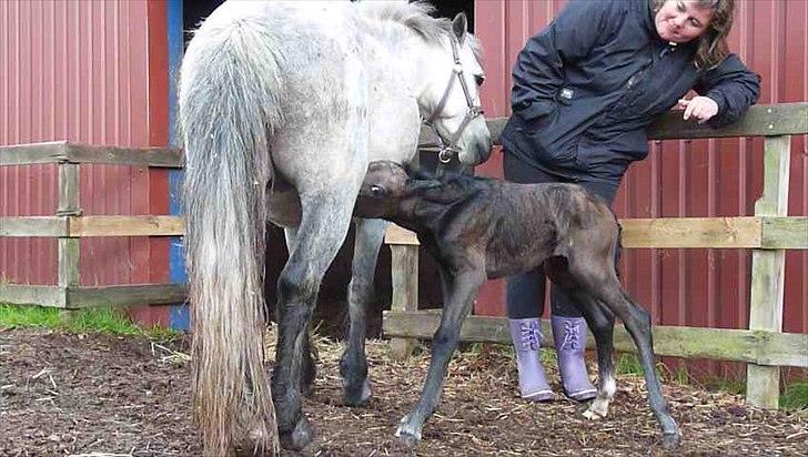 Welsh Mountain (sec A) Villersøes Bella Rosa(LANDSSKUETS BEDSTE FØL 2011) billede 8