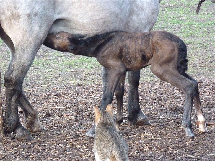 Welsh Mountain (sec A) Villersøes Bella Rosa(LANDSSKUETS BEDSTE FØL 2011) billede 9