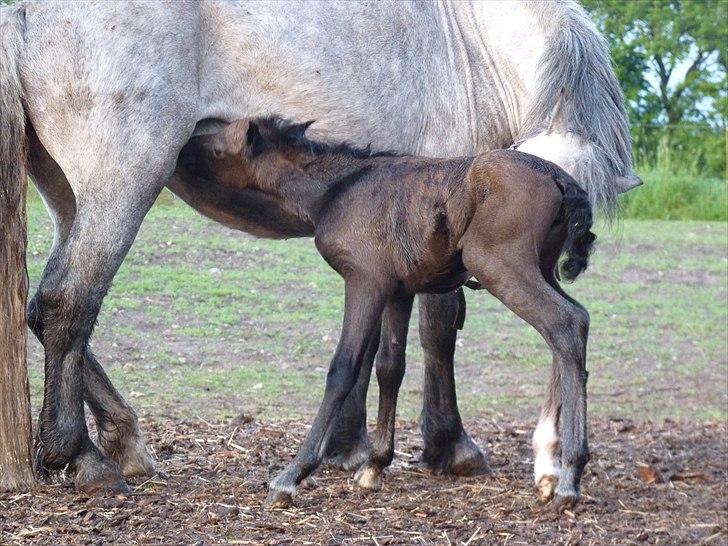 Welsh Mountain (sec A) Villersøes Bella Rosa(LANDSSKUETS BEDSTE FØL 2011) billede 10