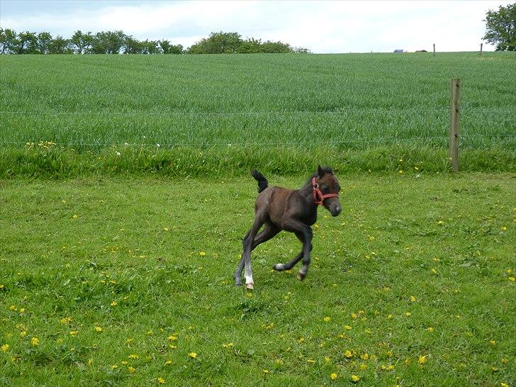 Welsh Mountain (sec A) Villersøes Bella Rosa(LANDSSKUETS BEDSTE FØL 2011) billede 12