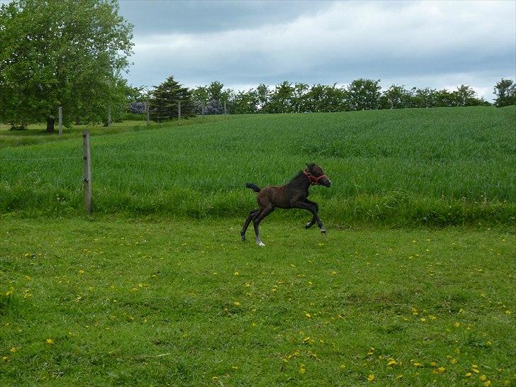 Welsh Mountain (sec A) Villersøes Bella Rosa(LANDSSKUETS BEDSTE FØL 2011) billede 13