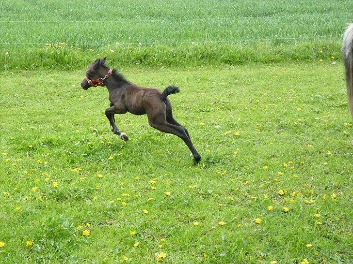 Welsh Mountain (sec A) Villersøes Bella Rosa(LANDSSKUETS BEDSTE FØL 2011) billede 14