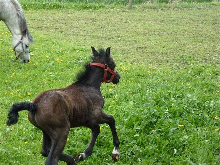 Welsh Mountain (sec A) Villersøes Bella Rosa(LANDSSKUETS BEDSTE FØL 2011) billede 15