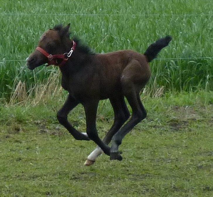 Welsh Mountain (sec A) Villersøes Bella Rosa(LANDSSKUETS BEDSTE FØL 2011) billede 16
