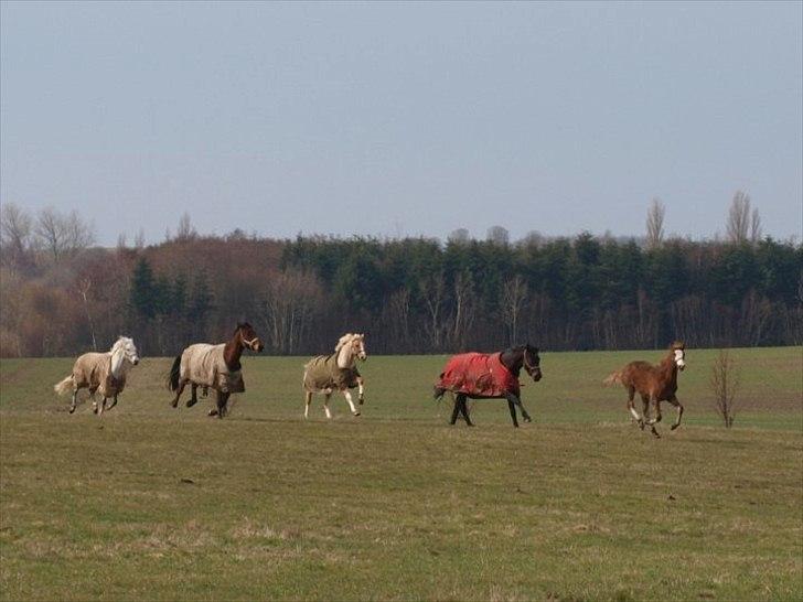 Tysk Sportspony Honeymoon - 14# Da følle kom på sommergræs! De så søøøøde! billede 10