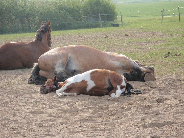 Belgier Odin(Nils Tjer-Rildmoseg) - Man blir så træt:-) billede 14