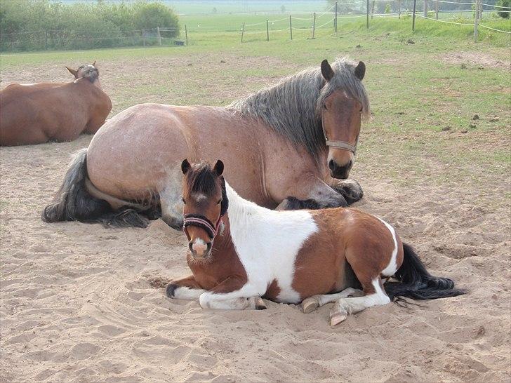Belgier Odin(Nils Tjer-Rildmoseg) - Odin & Mickey billede 13