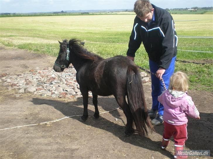 Shetlænder tulle  billede 6