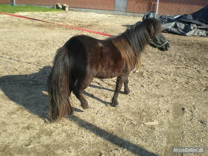 Shetlænder tulle  billede 7