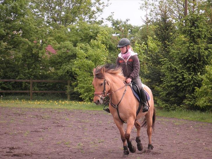 Anden særlig race Lucky Carisma billede 13