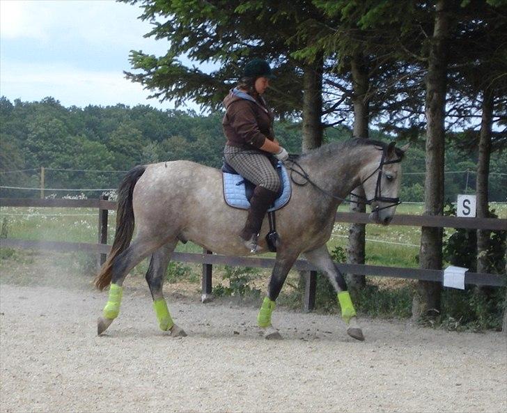 Lipizzaner Maestoso Thais II billede 3