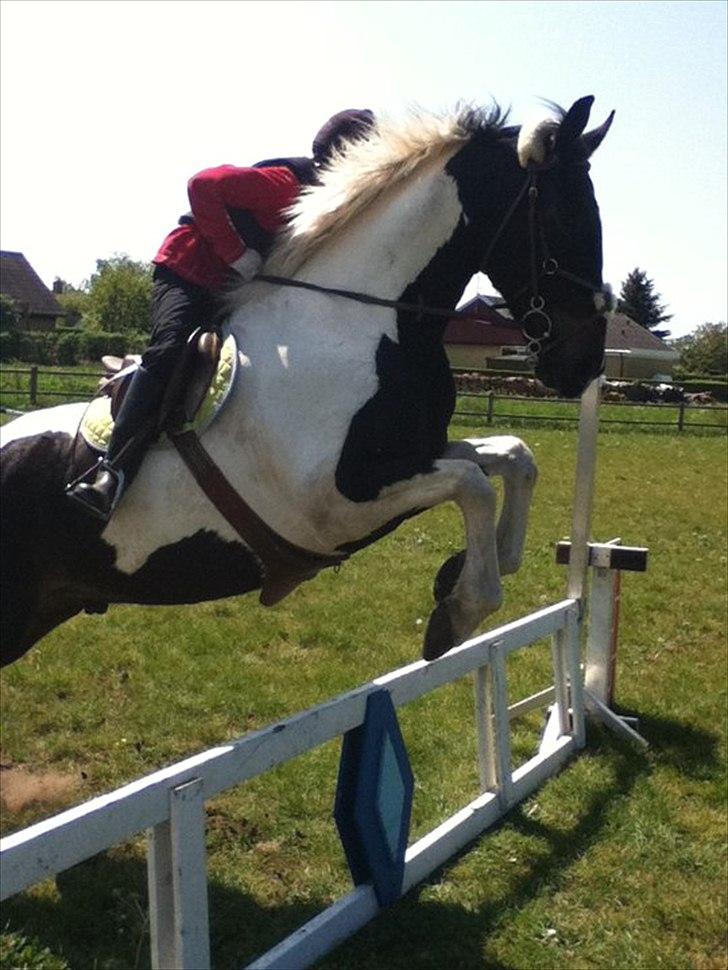 Anden særlig race Bakkes indy - velkommen til apos profil<3 billede 1