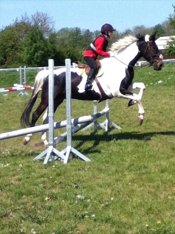 Anden særlig race Bakkes indy - spring hest prof....(springer 60cm ) billede 3