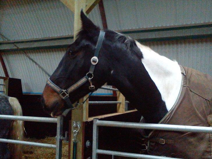 Anden særlig race Bakkes indy - Jeg elsker dig;* billede 4