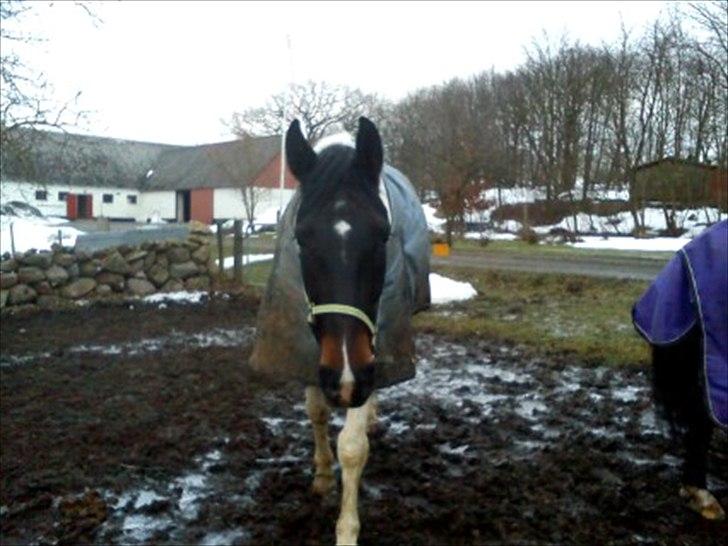 Anden særlig race Bakkes indy - tro, håb og kærlighed du har alt.jeg har bare ikke glæden af den mere billede 5