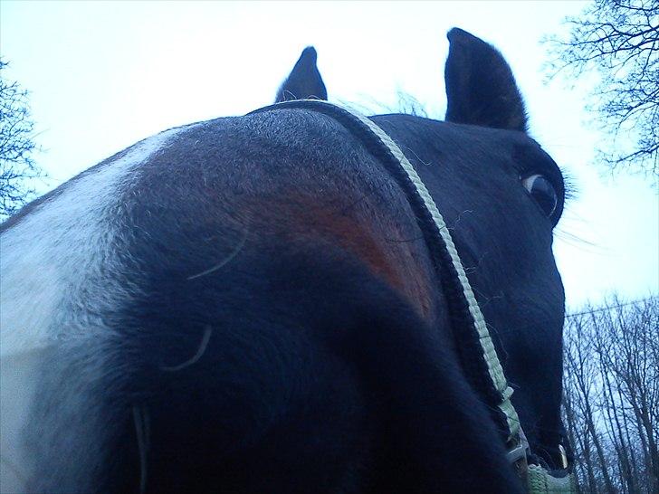 Anden særlig race Bakkes indy - skattedreng. min lille ven. min lille basse mand. jeg elsker dig billede 6