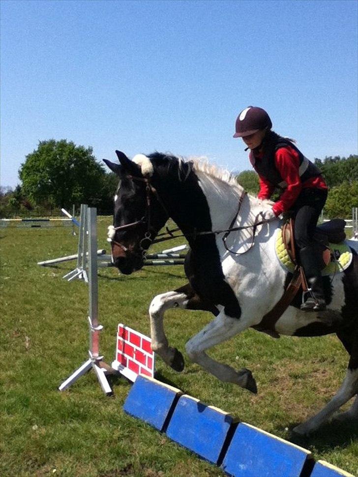 Anden særlig race Bakkes indy - den lille glade hest:) billede 7